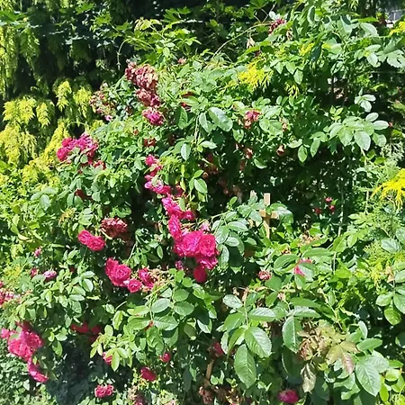 Homestay szállás Epiona