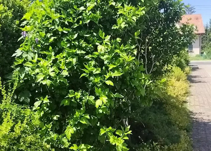 Homestay szállás Epiona