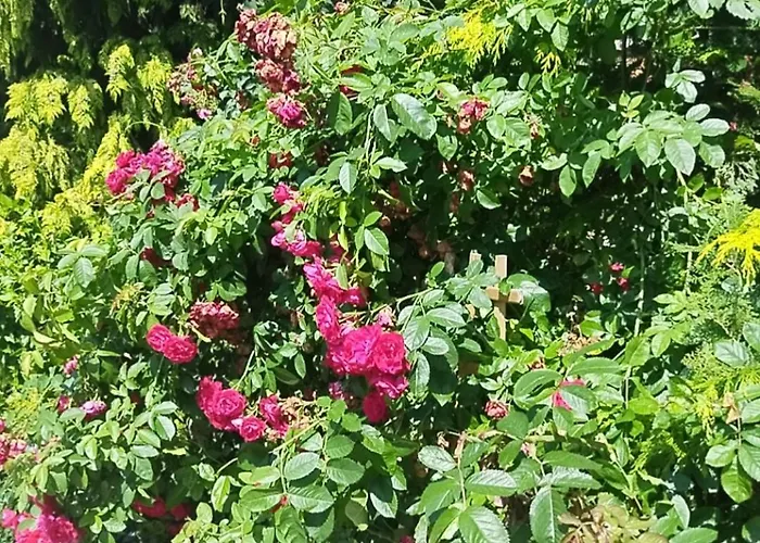 Homestay szállás Epiona